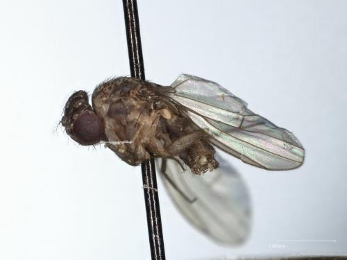 Drosophila sp.